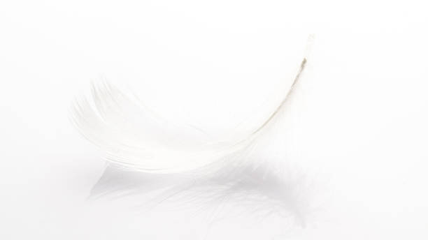 istock Feather background. Nature bird feather texture closeup on white in macro photography, soft focus. Abstract. Coral pink color trends and vintage. 1315423997