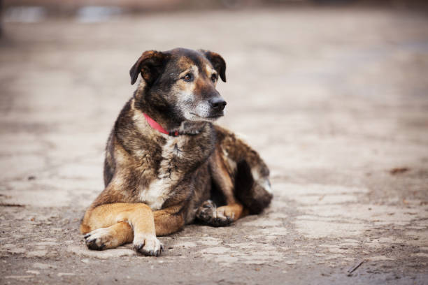 istock Dog with sad eyes in shelter for adoption 1315424754