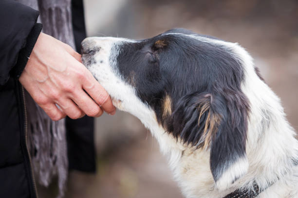 istock Bulgarian shepherd dog puppy portrait 1315425328