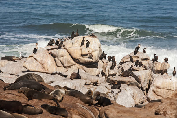 istock Cormorants and seals resting on a rocky shore 11977 1315425356