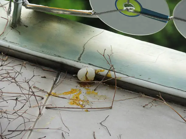 The ant colony is absorbing the yolk of the broken red collared dove egg on the balcony floor of the condominium in Nonthaburi, Thailand.