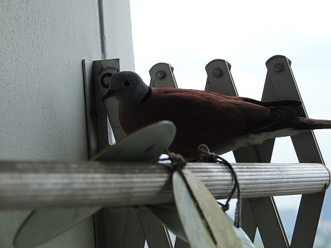 Father red collared dove bird is hatching eggs in its nest on aluminum cloths racks at the balcony of the condominium in Nonthaburi, Thailand.