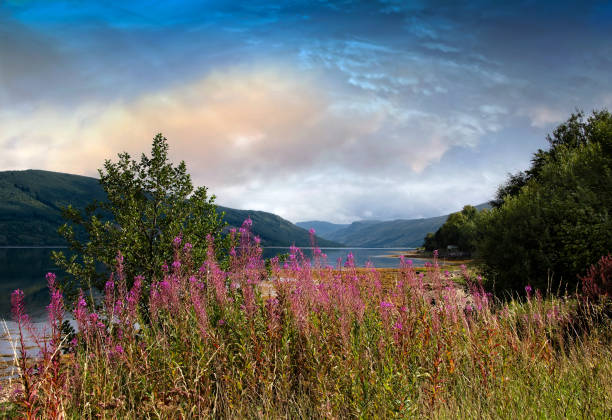 Willowherb on Loch Fyne Rosebay Willowherb on Loch Fyne in Scotland loch fyne stock pictures, royalty-free photos & images