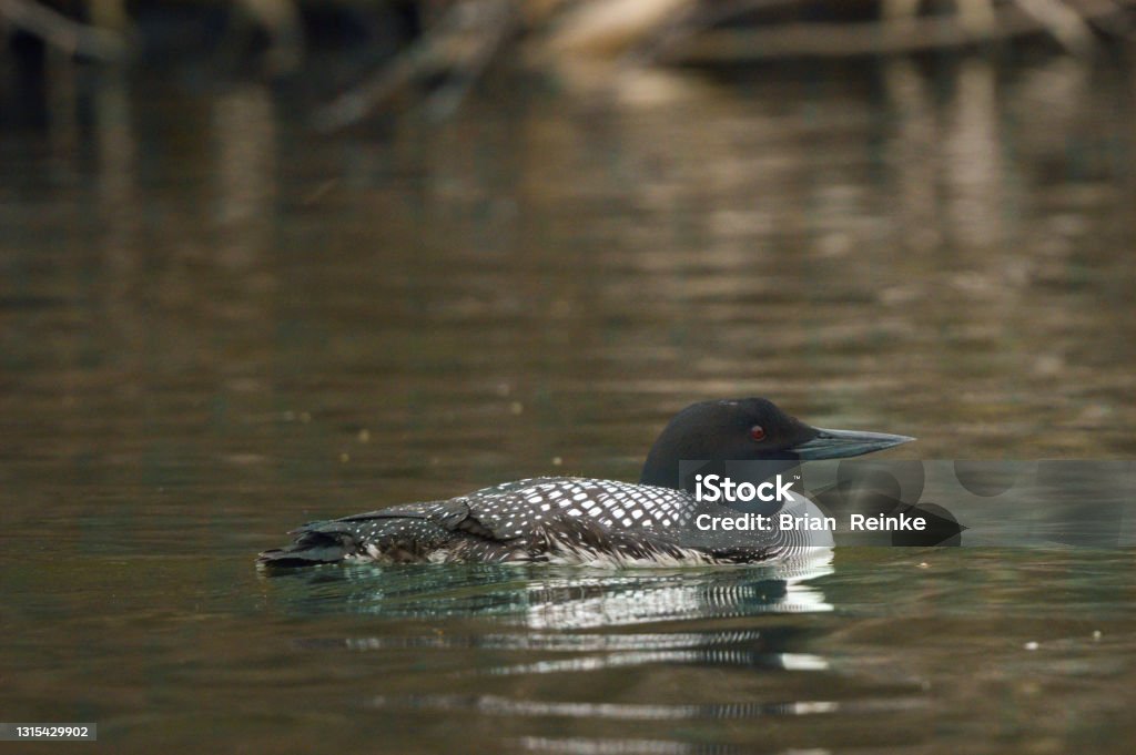 relaxed loon common loon swimming in serene waters Loon - Bird Stock Photo