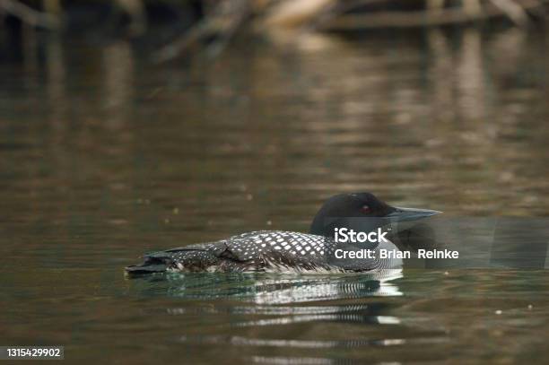 Relaxed Loon Stock Photo - Download Image Now - Loon - Bird, Animal, Animal Wildlife
