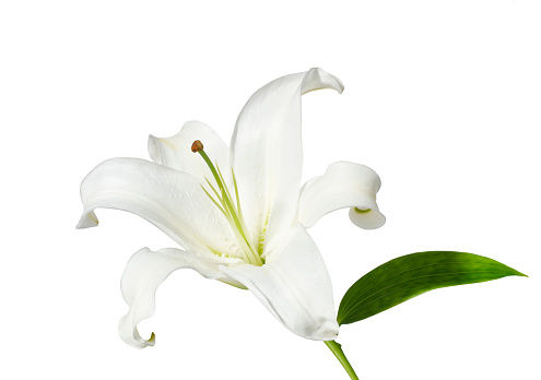 Image of beautiful white lily of the valley flowers on black background