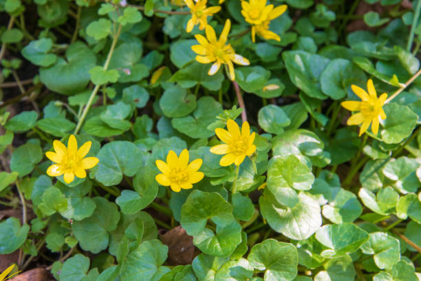 The small celandine, Ranunculus ficaria, is often the first green plant to appear in large quantities in sparse forests in early spring. The leaves contain vitamin C before flowering The small celandine, Ranunculus ficaria, is often the first green plant to appear in large quantities in sparse forests in early spring. The leaves contain vitamin C before flowering ficaria verna stock pictures, royalty-free photos & images