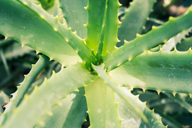 istock Green aloe vera plant closeup 1315432650