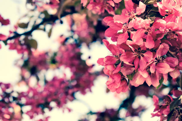 istock Beautiful dark pink tree flowers 1315432787
