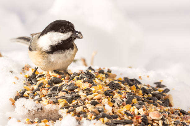 Close-up view of a Chickadee eating seeds stock photo