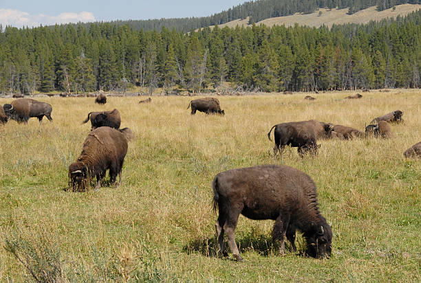 istock Buffalo herd grazes near the Yellowstone River 131543312