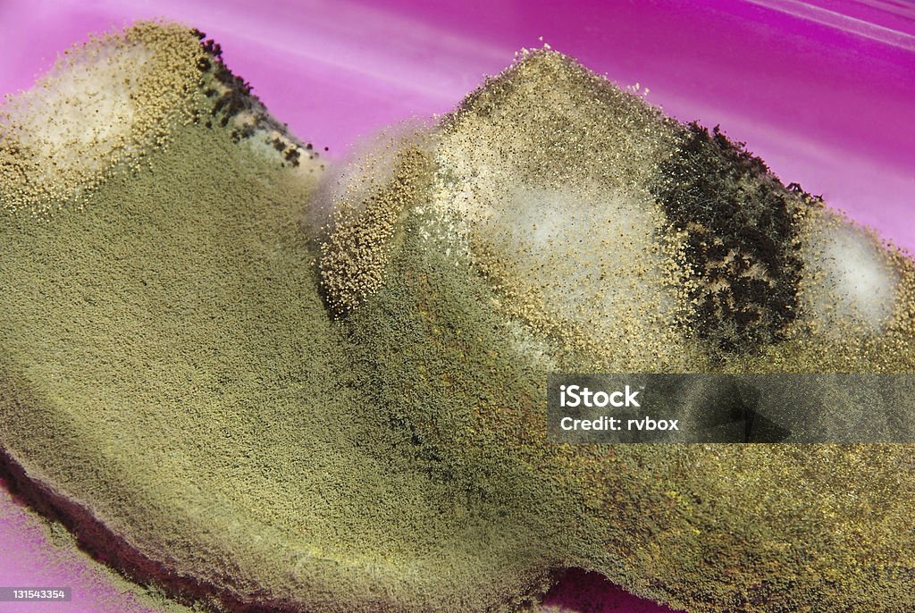 Mold spores Fungus of mold, colored mold colonies on the food. Mold spores (macro shot) - various colonies of mold growing on the bread. Bacterium Stock Photo