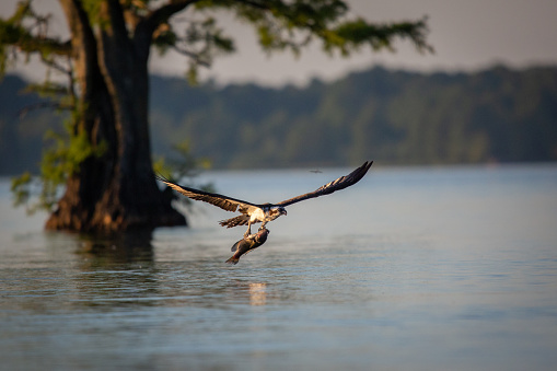 Osprey fishing on Reelfoot lake in Tennessee during the summer
