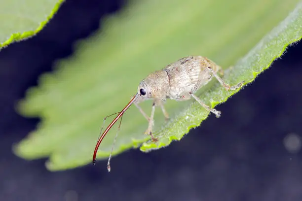 Beetle of Acorn weevil Curculio glandium on oak a leaf. The larvae develop in the glans