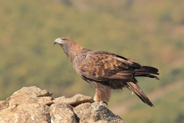 águila dorada (aquila chrysaetos). encaramado en una roca - aguila real fotografías e imágenes de stock