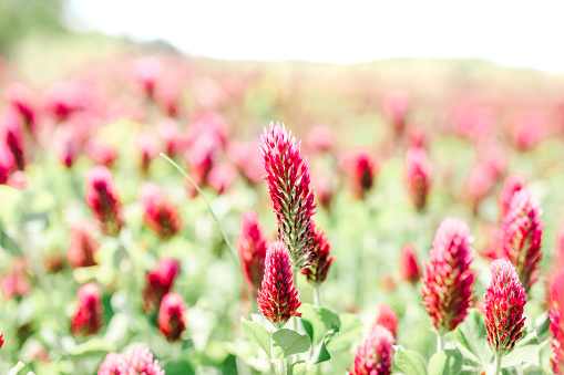Field of pink and red flowers