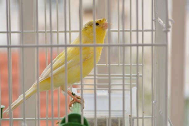 istock Beautiful yellow canary bird in cage standing on plastic branch 1315437043
