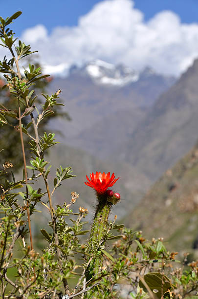 istock Blossoming Cactus with snow peak mountain 131543782