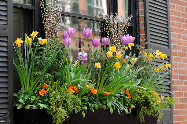 scatola di finestra composizione di fiori - beauty in nature bright building exterior close up foto e immagini stock