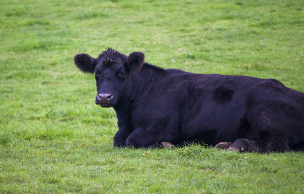 istock Black Cow Sits in Field 1315439554