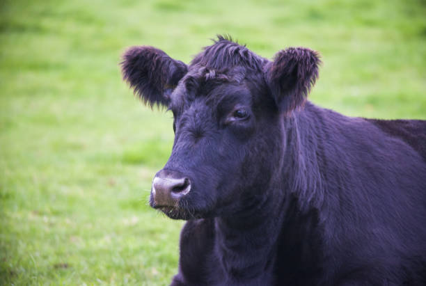istock Black Cow Portrait 1315440168