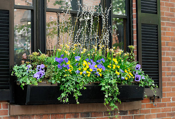 elegante scatola di finestra con pansies viola - beauty in nature bright building exterior close up foto e immagini stock