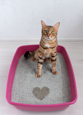 Valentine's day heart gift from bengal cat, the cat expresses its love