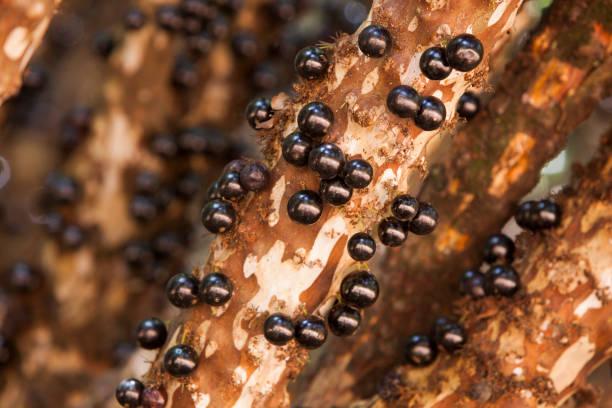 istock Tree full of Jabuticabas. 1315442155