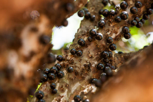 istock Tree full of Jabuticabas. 1315442215
