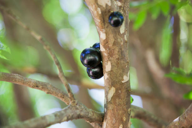 istock Tree full of Jabuticabas. 1315442365