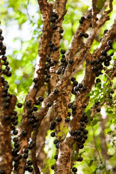 istock Tree full of Jabuticabas. 1315443145
