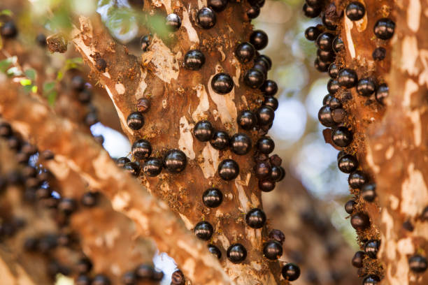 istock Tree full of Jabuticabas. 1315443668