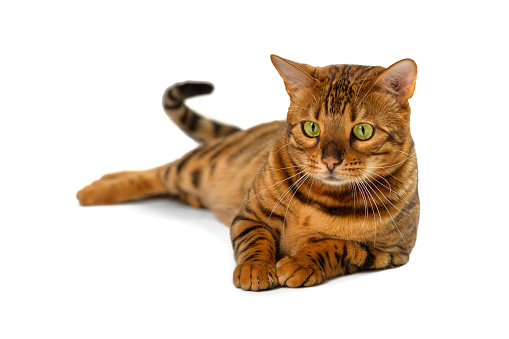 an adult beautiful Bengal cat lies on a white isolated background