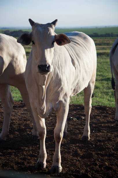 istock A cow at the ranch on sunny day. 1315444369