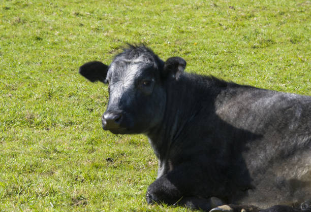 istock A Cow Lying in a Field 1315444866