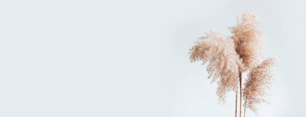 istock Pampas grass branches on white background, place text copy space. Modern dry flower decor. Banner size 1315449183