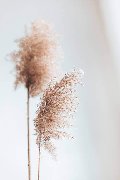 istock Dry pampas grass reeds on white background, place text copy space. Abstract natural background. New Trendy Home Decor 1315449190