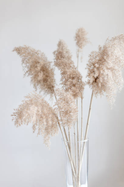istock Pampas grass in a glass vase near grey wall. 1315449224