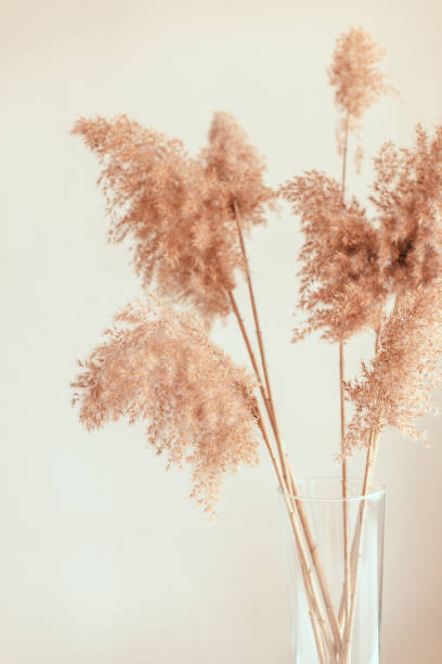 Pampas grass in a glass vase near grey wall. Pampas grass in a glass vase near grey wall. Modern dry flower decor. bohemian fashion stock pictures, royalty-free photos & images