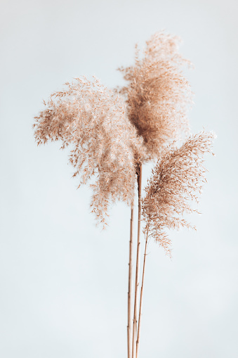 Dry pampas grass reeds on white background. Abstract natural background. Trendy home decor