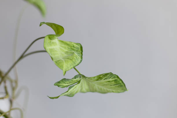 syngonium liana pflanze vor einem grauen hintergrund. leere weiße wand und kopierraum - flower gift decoration domestic room stock-fotos und bilder