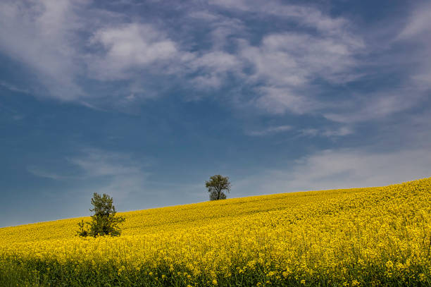 istock Canola Field and Three Sunny Day 1315451779