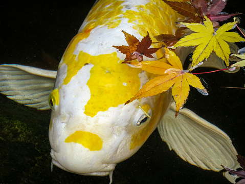 Close up of Japanese Koi swimming amongst autumn leaves in a tea garden,  Kyoto Japan