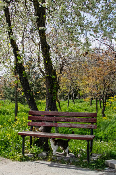 istock the arrival of spring and spring flowers in nature 1315454392