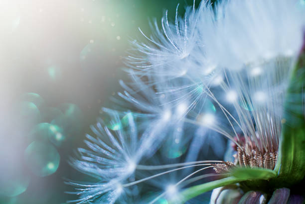 istock Beautiful shiny dandelion seed in nature macro. 1315456238