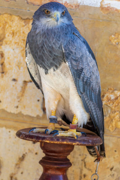istock Close-up of Shield Eagle (Geranoaetus melanoleucus) adult. Also called blackberry, paramuna, moor eagle, black-eyed eagle, black-breasted eagle, mamani or golden eagle. Ring for falconry. 1315457552