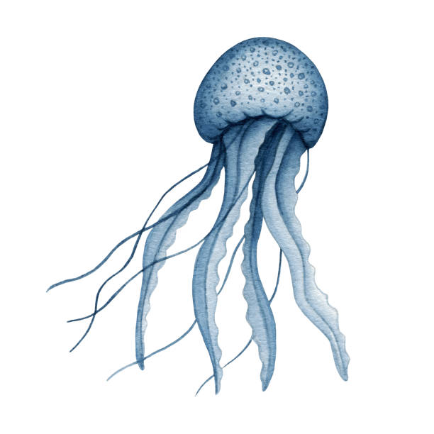 Watercolor Blue Jellyfish Sea Life Realistic Art Medusa Ocean Underwater  Wild Animal Hand Drawn Marine Clipart Design Element Isolated Stock  Illustration - Download Image Now - iStock