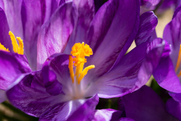 flores roxas da fotografia macro violeta de perto - crocus violet flower purple - fotografias e filmes do acervo