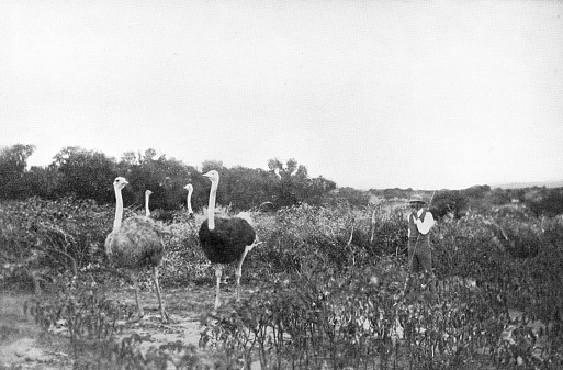 An ostrich farm at Oudtshoorn, South Africa. Vintage photo etching circa 19th century.