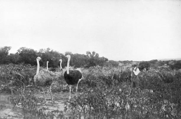 Ostrich Farm at Oudtshoorn, South Africa - 19th Century An ostrich farm at Oudtshoorn, South Africa. Vintage photo etching circa 19th century. ostrich farm stock pictures, royalty-free photos & images